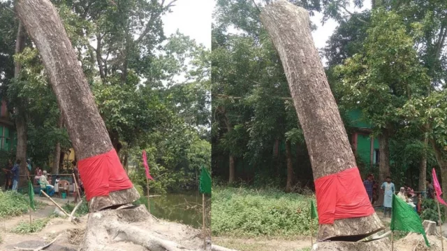 হঠাৎ ‘উঠে দাঁড়াল’ ঝড়ে উপড়ে পড়া গাছ, এলাকায় চাঞ্চল্য